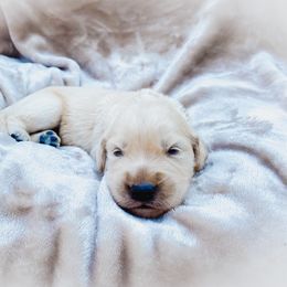 Goldendoodle Puppies from Peachy Doodles