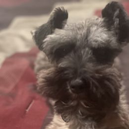 Miniature Schnauzers from Wowzers Mini Schnauzers