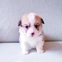 American Corgi and Pembroke Welsh Corgi Puppies from Whimsical Treasure Corgis