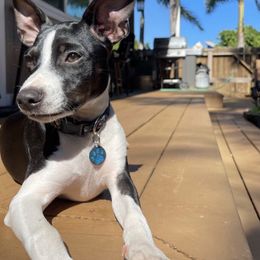 Rat Terrier Puppies from Haiku Rat Terriers