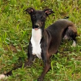Italian Greyhound puppies from Quality Italian Greyhounds