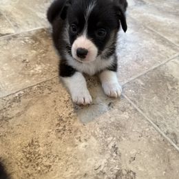 Pembroke Welsh Corgi Puppies from Courtlyn's Corgis