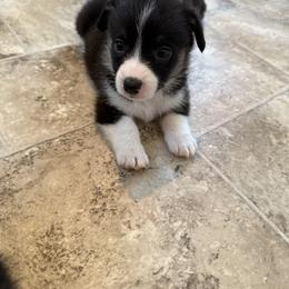 Pembroke Welsh Corgi Puppies from Courtlyn's Corgis