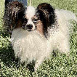 Champion Rascal - Papillon