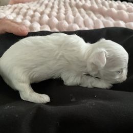 Happy - White female Maltese puppy in Mooresville, North Carolina from Clearview Canines