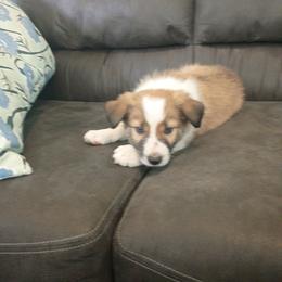 Boy 2 - Sable male Border Collie puppy in Oroville, California from Coalcyn Kennels