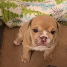 Skye - Lilac tri-color female Bulldog puppy in Hobe Sound, Florida from Amanda’s Bullies