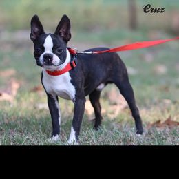 Cruz - Brindle and white male Boston Terrier puppy in Alabama from Southern Bulldogs