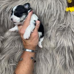 Grump - Black & tan tri-color male Morkie puppy in Taylorsville, North Carolina from Mountain Top Hot Tailz