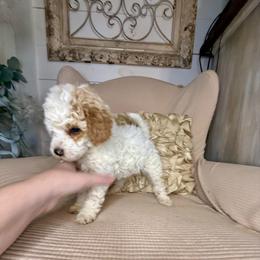 Tinkerbell - Parti female Goldendoodle puppy in Sheridan, Arkansas from Arkie Doodles