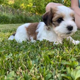 Havanese Puppies from Sandia Havanese