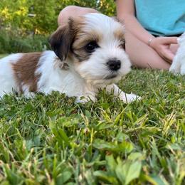 Havanese Puppies from Sandia Havanese