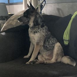 Australian Cattle Dogs from Australian Cattle Cuties