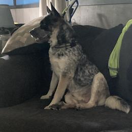 Australian Cattle Dogs from Australian Cattle Cuties