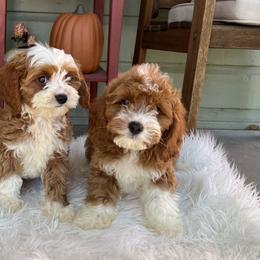 Bernedoodles, Cavapoos, and Goldendoodles from Waterloo Doodles