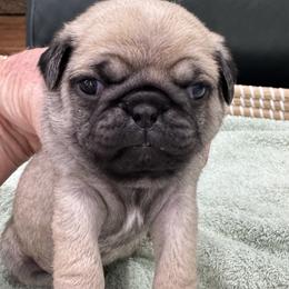 Fawn Boy - Green Collar - Fawn male Pug puppy in Troutman, North Carolina from Ohana Pugs
