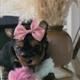 Kori - Black and tan female Yorkshire Terrier puppy in North Chesterfield, Virginia from YorkieLover