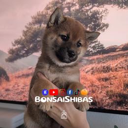 NAMI - Red female Shiba Inu puppy in Minnesota from BonsaiShibas