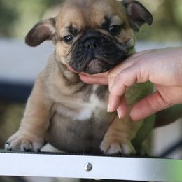 Big Mac - male Bulldog puppy in Pueblo, Colorado from Double B Bulldogs