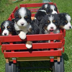 Bernese Mountain Dogs from Friends of Hudson
