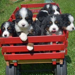 Bernese Mountain Dogs from Friends of Hudson