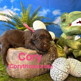 Cory - Chocolate female Labradoodle puppy in Chelan, Washington from North Cascades Doodles