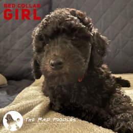 Poodle Puppies from The Rad Poodles