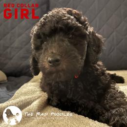 Poodle Puppies from The Rad Poodles