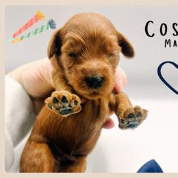 Cosmo - Red  male Goldendoodle puppy in Hilton, New York from The House of Goldendoodle
