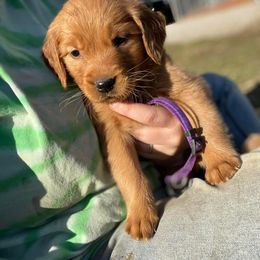 Golden Retriever Puppies from Mueller’s Furry Farm