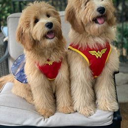 Goldendoodle Puppies from Seventh Heaven Goldendoodles