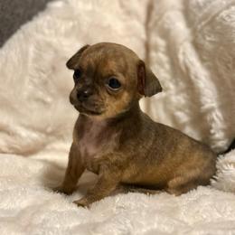 WallE - Fawn brindled black male Chihuahua puppy in High Point, North Carolina from Treasured Chihuahuas