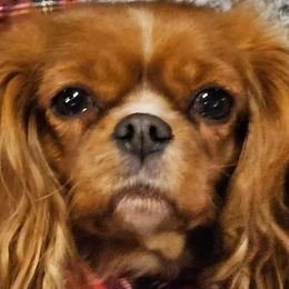 Hadley - Cavalier King Charles Spaniel