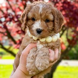 Sophie - Red and white female Cockapoo puppy in Mt Bethel, Pennsylvania from Stasia’s Cutiepoos