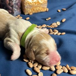 Fava - Orange and white female Brittany puppy in Windsor, Colorado from Habig Family Brittany’s