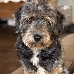 Bernedoodle puppies from Islands Wheatens and Poodles