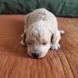 Cavapoo Puppies from Good Shepherd Homestead