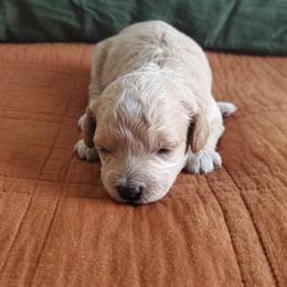 Cavapoo Puppies from Good Shepherd Homestead