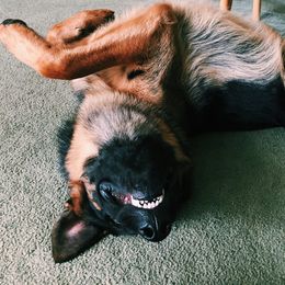 German Shepherd All Grown Up from Harry's Pack
