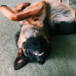 German Shepherd All Grown Up from Harry's Pack