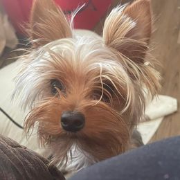 Bentley - Yorkshire Terrier