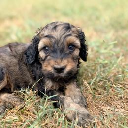 Cider with training - Sable male Cockapoo puppy in Boonville, North Carolina from Doods & Dolls