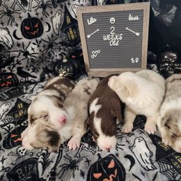Border Collie puppies from Lake Ridge Border Collies