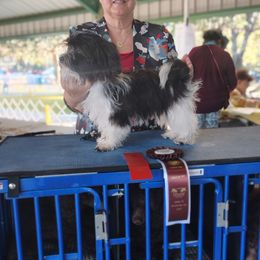 Twinkle - Black and white male Havanese puppy in Gainesville Ocala, Florida from Curly Que Standard Poodles and Havanese