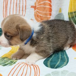 Pembroke Welsh Corgi Puppies from Episode Corgis