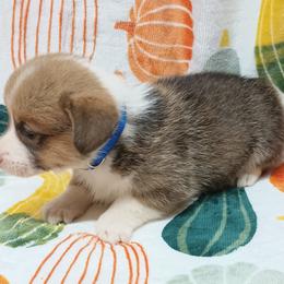 Pembroke Welsh Corgi Puppies from Episode Corgis