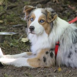 Luna - Australian Shepherd