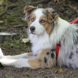 Luna - Australian Shepherd