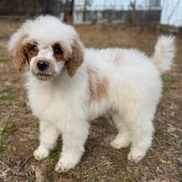 Ham - Parti male Poodle puppy in Greeneville, Tennessee from Smokey Mountain Sheepadoodles
