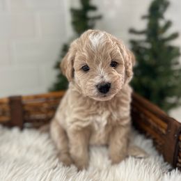 Smee - Gold male Bordoodle puppy in Valley Center, California from Circle R Valley Bordoodls